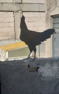 خروس