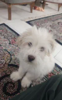 سگ نر نژاد پودل مالتیز