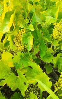 غره انگور