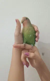 پرنده