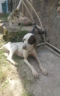 سگ شکاری