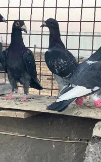 ۳۷عدد کفتر گناباد ۲۲ میلیون