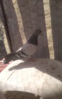 کبوتر