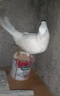 کبوتر