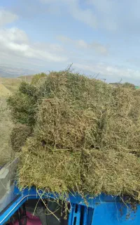 یونجه