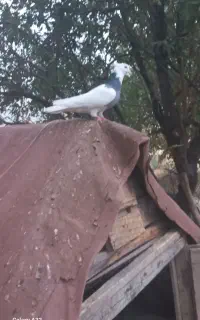 کبوترنرو ماده طوقی بدون پر ضمانتی جوجه گلین موجوده