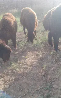 بره نر