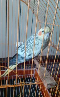 ،عروس هلندی