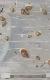 فروش حلزون