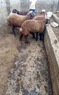 بره چاق