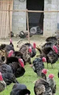 بوقلمون زنده