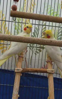 یک جفت عروس هلندی لوتینو
