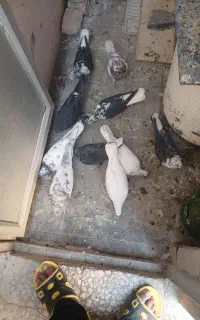 ۱۵ عدد کبوتر  باقفس به اندازه ۸۰×۸۰