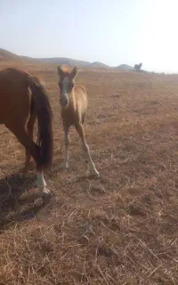 اسب جوان