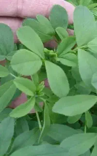 یونجه شهرکرد