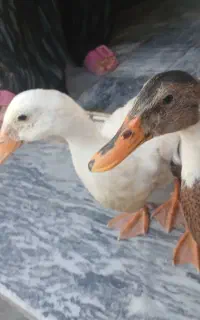 اردک