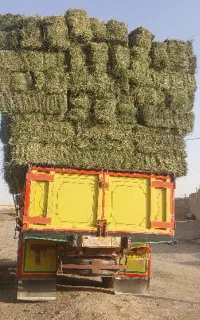 یونجه درجه یک تحویلی