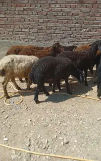 بره افشاری