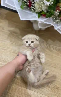 توله دوماهه اسکاتیش