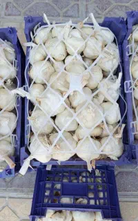 بذری ،سبدی ،تند خوش قالب سیر