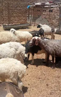 میش و بره ارزان