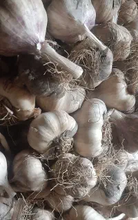 سیر تازه و محلی.یکسال دوام نگهداریشه فقط