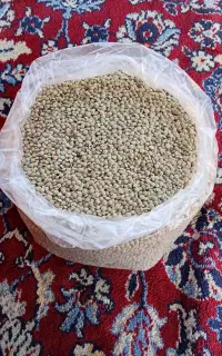 عدس مغان