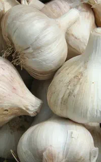 سیر خشک آبسرده کلا 10کیلو مونده ازش
