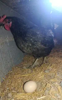 مرغ یک ساله جوان تخم گذار