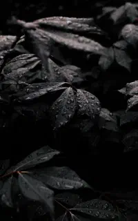 سیم کارت ۲-۹۷۱-۹۷۱-۰۹۱۳
