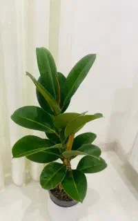 گل فیکوس  با گلدون سرامیکی