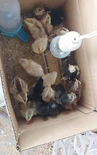 جوجه گلین و دورگ گلین چهل تاج