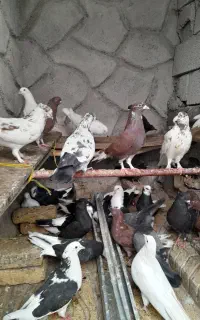 با سلام کفتر پرشی