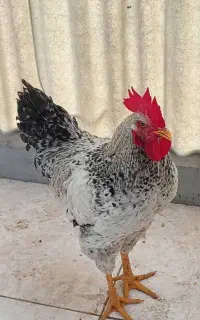 یک عدد خروس جوان معاوضه با مرغ