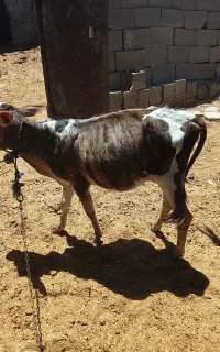 فروش چند عدد گوساله