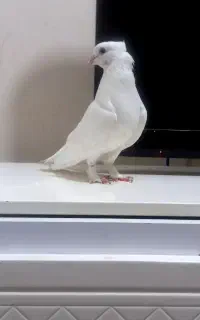 کبوتر نر گره فول