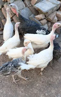 جوجه بوقلمون خانگی سه ماهه