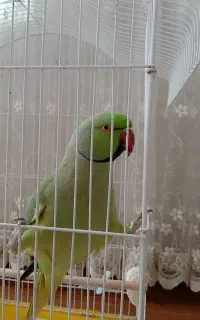 طوطی ملنگو سخنگو
