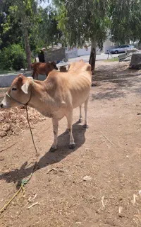 گاو