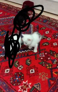 فوروش دو عدد گربه دستی