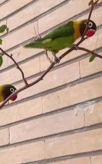 کوتوله یقه زرد