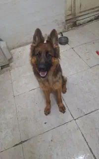 سگ ماده