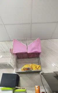 قفس