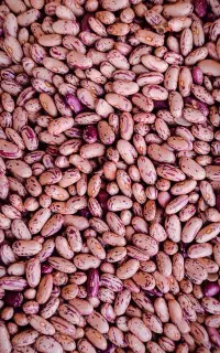 لوبیا چیتی به شرط پختگی بالا
