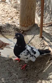 کبوتر.