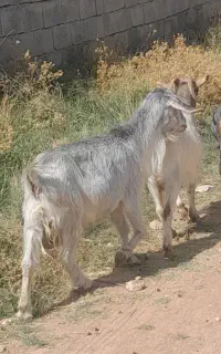 بز  درجه یک ۴ راس شیری و گوشتی