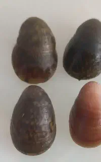 حلزون اکواریومی