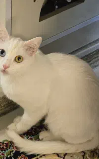 گربه خیلی خوشگل و ناز خانگی