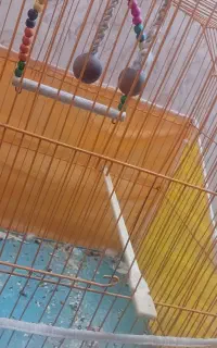 پرنده عروس هلندی