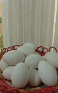 تخم غاز خوراکی